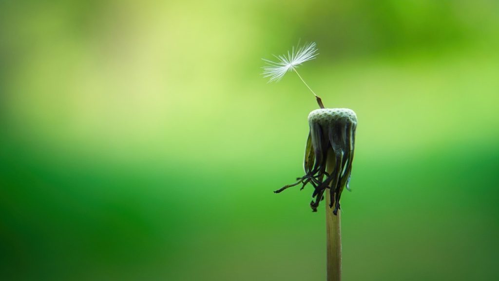 A dandelion head, after all the seeds but one have blown away, and the last one looks poised for a flight.