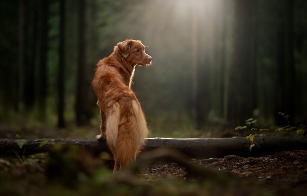 A dog, heading through a dense, lush, storybook kind of forest, pausing with his front feet on a fallen long for one last look behind him.