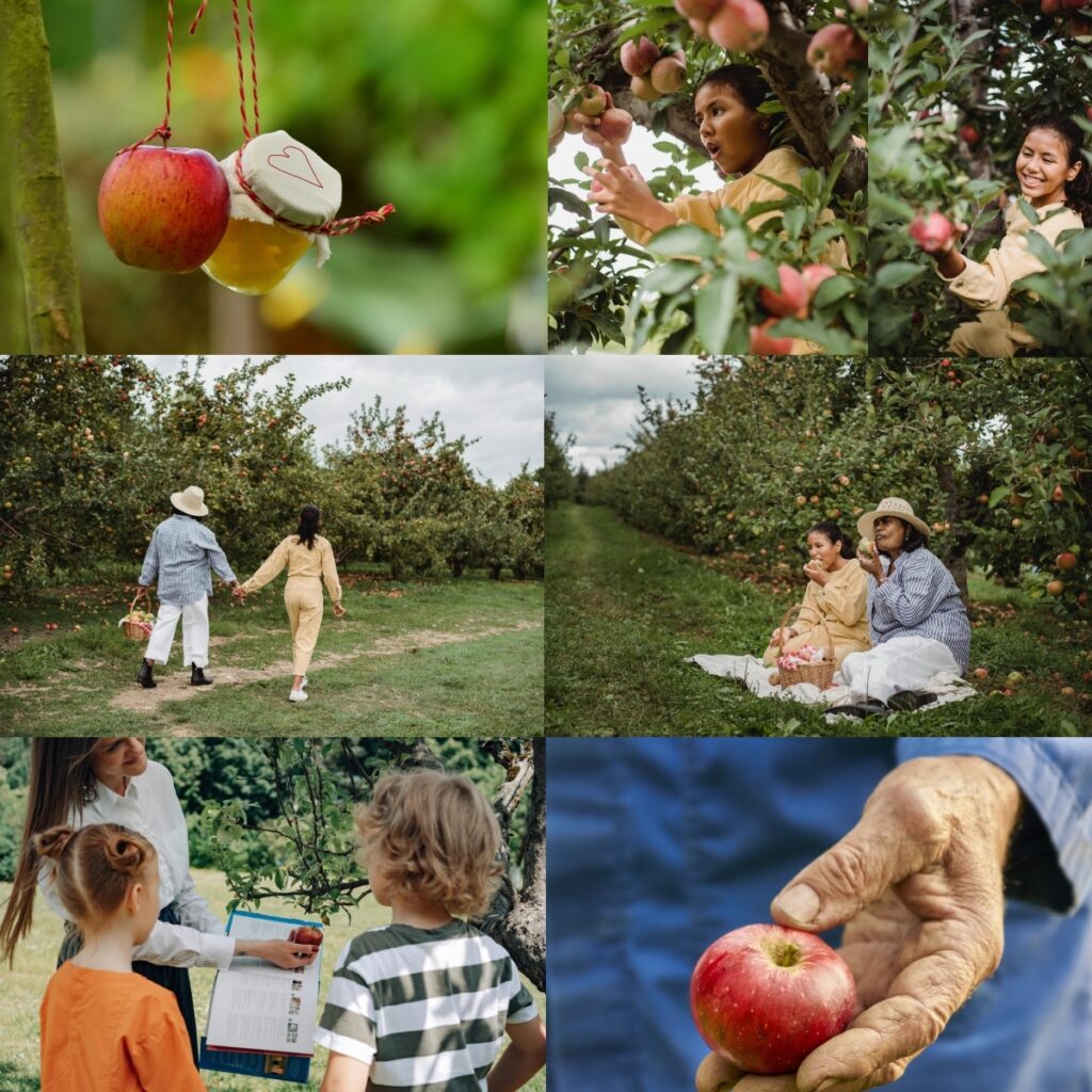 Collage showing 1) an apple and a jar of apple butter hanging from a tree; 2) two young women in a tree picking apples; 3) Two people walking hand in hand through an apple orchard; 4) two people sitting in an apple orchard eating apples out of a basket; 5) a woman showing an apple and a paper chart to two children; 6) a weathered old hand holding an apple.